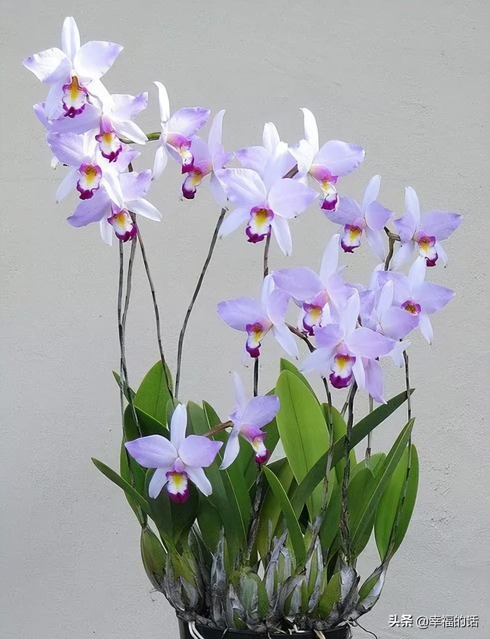 花中四君子是指什么花(梅兰竹菊四君子代表的意义)