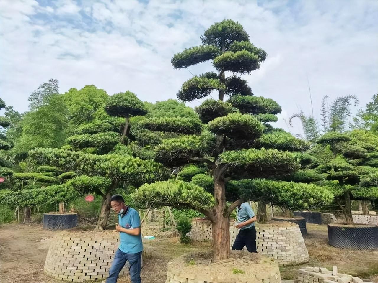 黄杨栽在庭院吉利吗