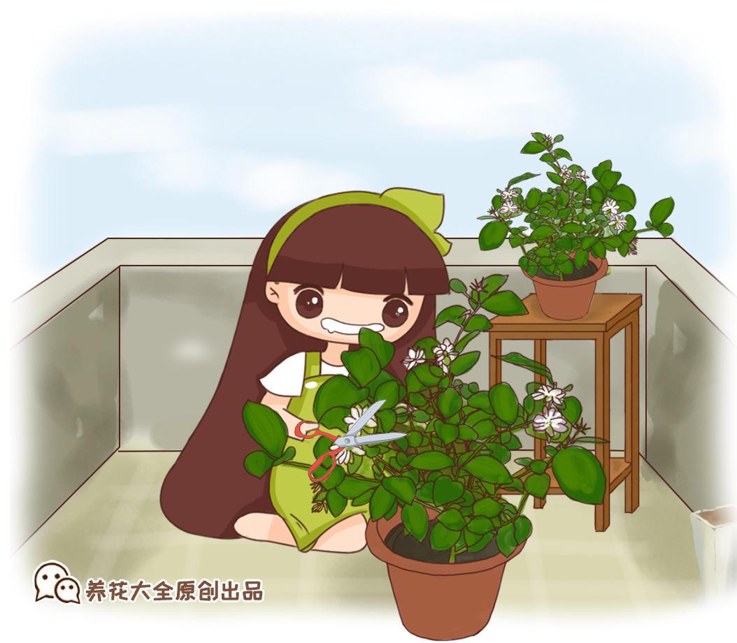 茉莉花时间开放（了解茉莉花的冷知识）