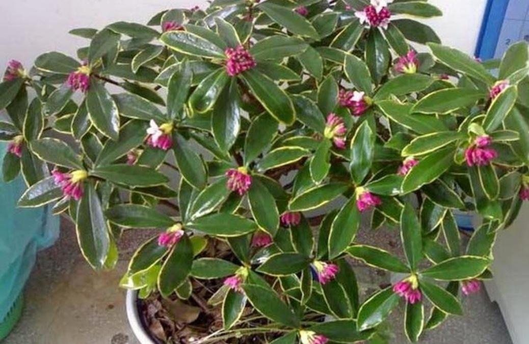 冬天开的花有哪些(适合冬天养的花和植物)