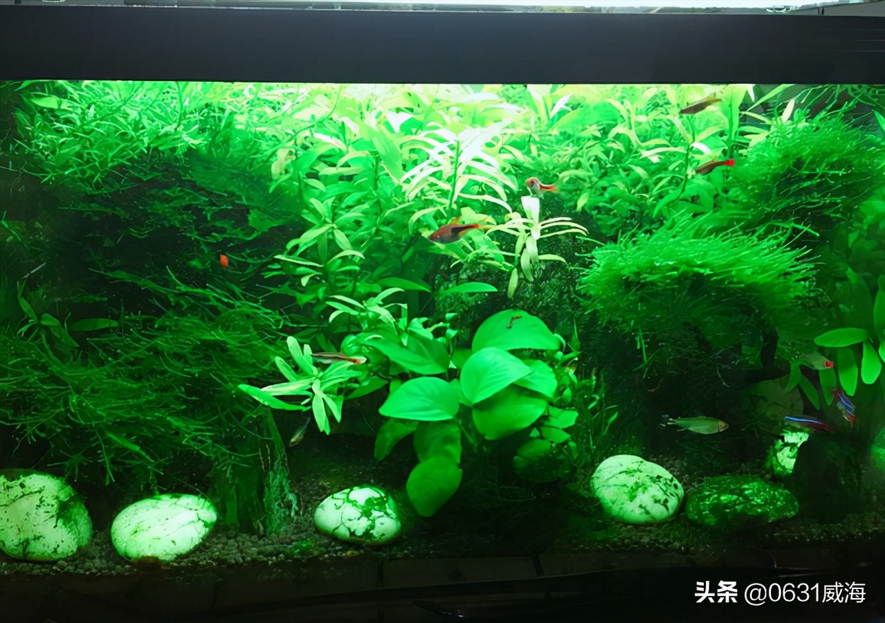 绿宫廷怎么修剪(了解绿宫廷水草的种植方法)
