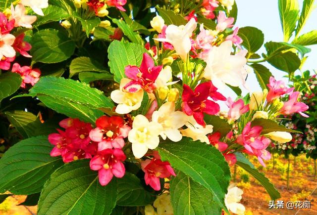 五彩锦带树花期多长(五彩锦带适合的地区种植)