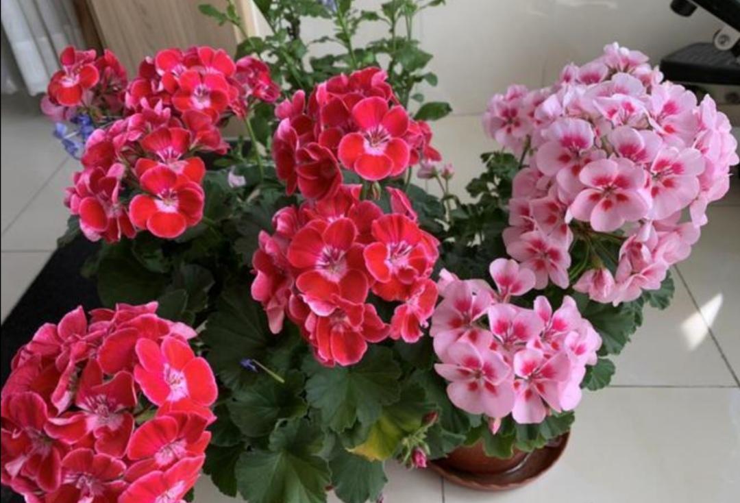 洋绣球花怎么栽培(绣球花的养殖方法)