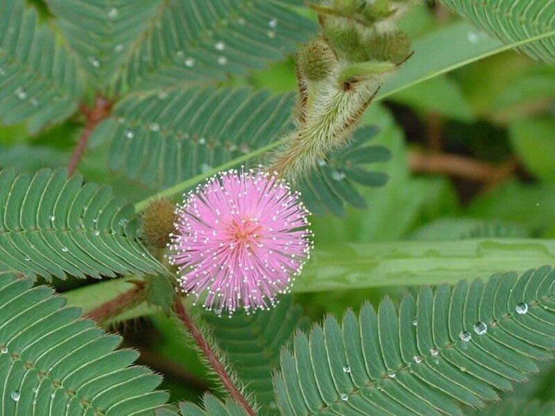 在家里含羞草好养吗(最适合室内养的花)