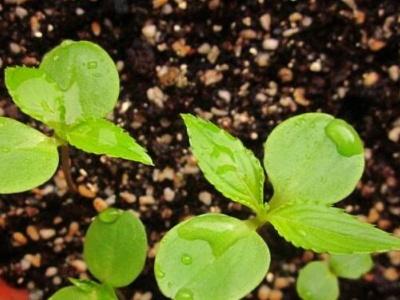 凤仙花传播种子的方法是什么(详解凤仙花种植方法)
