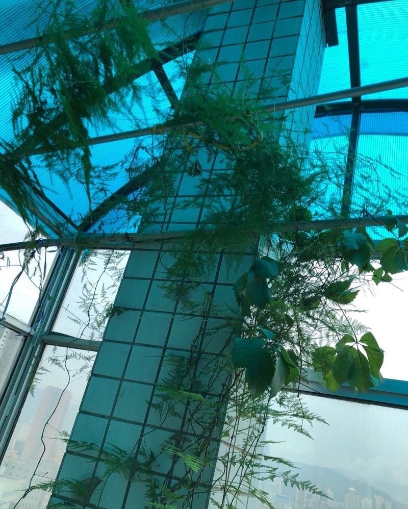 怎样养殖文竹不发黄