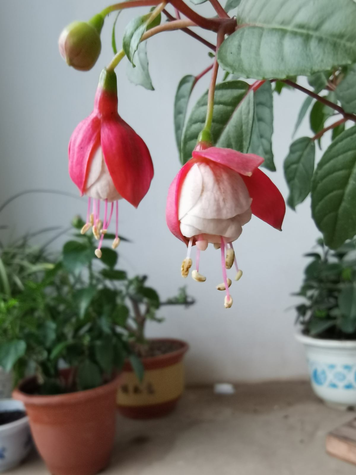 不需要阳光的室内植物有哪些(室内最好养的喜阴绿植推荐)
