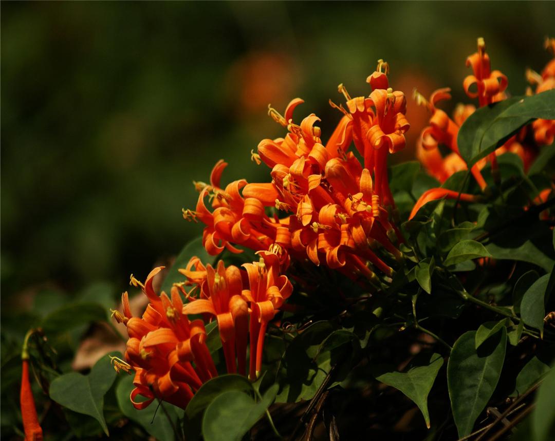 炮仗花种植间距多少