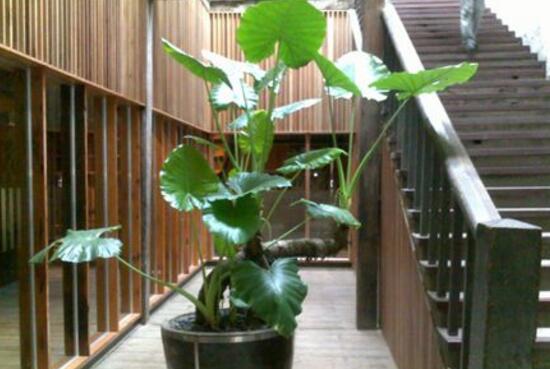 滴水观音吸甲醛吗(吸甲醛的绿植排名)