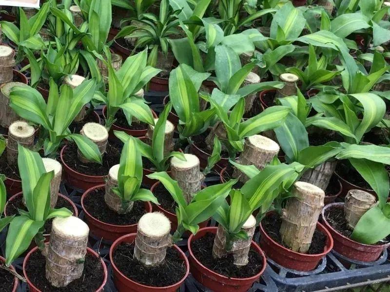 巴西木开花什么样(关于巴西木盆栽的养殖方法)