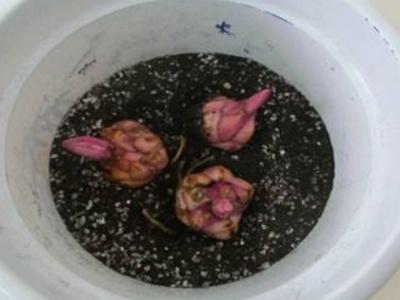 香水百合种球怎么种