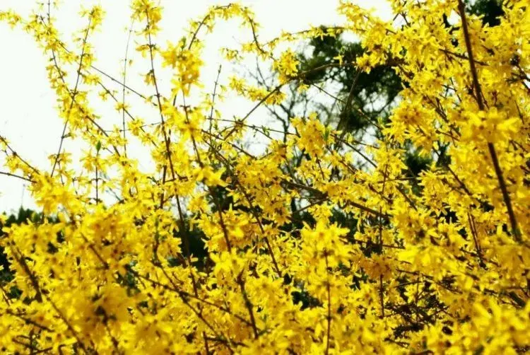 三月开什么花什么特点(盘点三月份开花的植物)