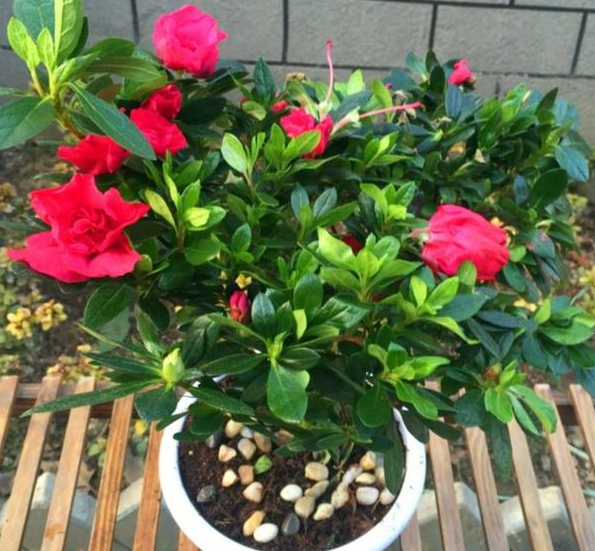 四季杜鹃花盆栽怎么养