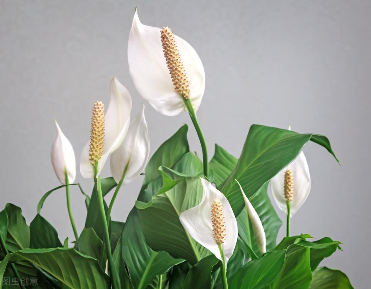 白鹤芋怎么修剪(水培白鹤芋的养殖方法)