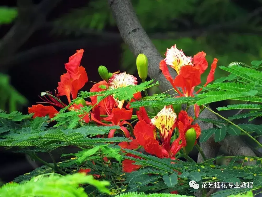 凤凰花花语是什么意思(讲解凤凰花的文化知识)