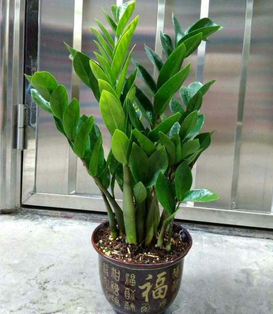 一年四季常青的树木有什么