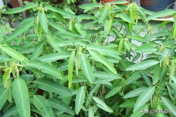 跳舞草属于什么科(常见有趣的植物)