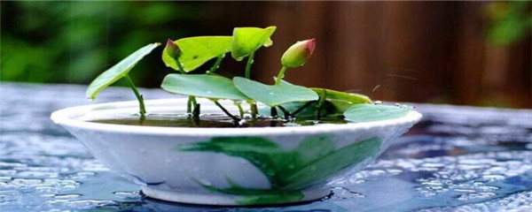 水生碗莲荷花的种植方法(碗莲水养正确使用技巧)