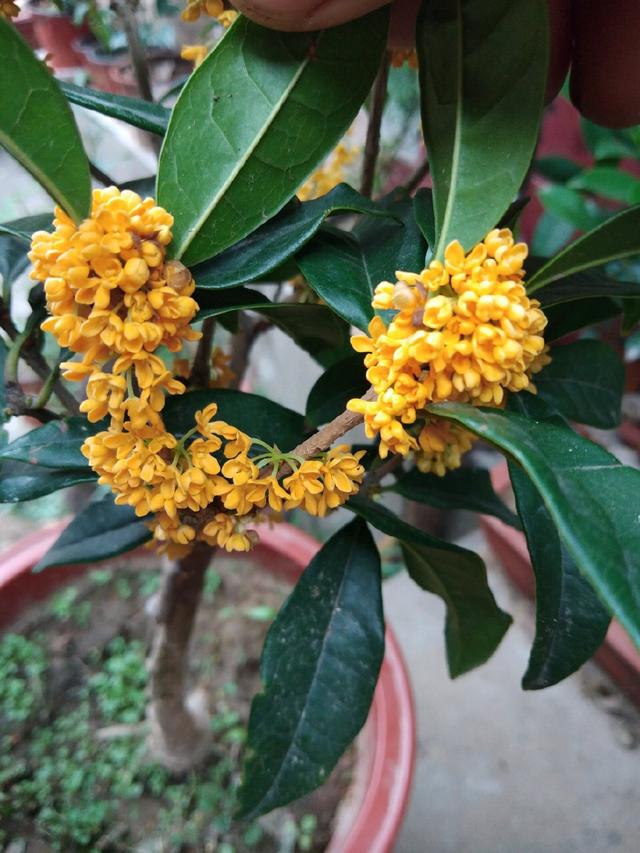 哪种桂花树最香最好闻