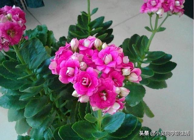 长寿花水培扦插方法和技巧