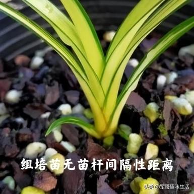 组培苗的优点和缺点(植物组培快繁技术)