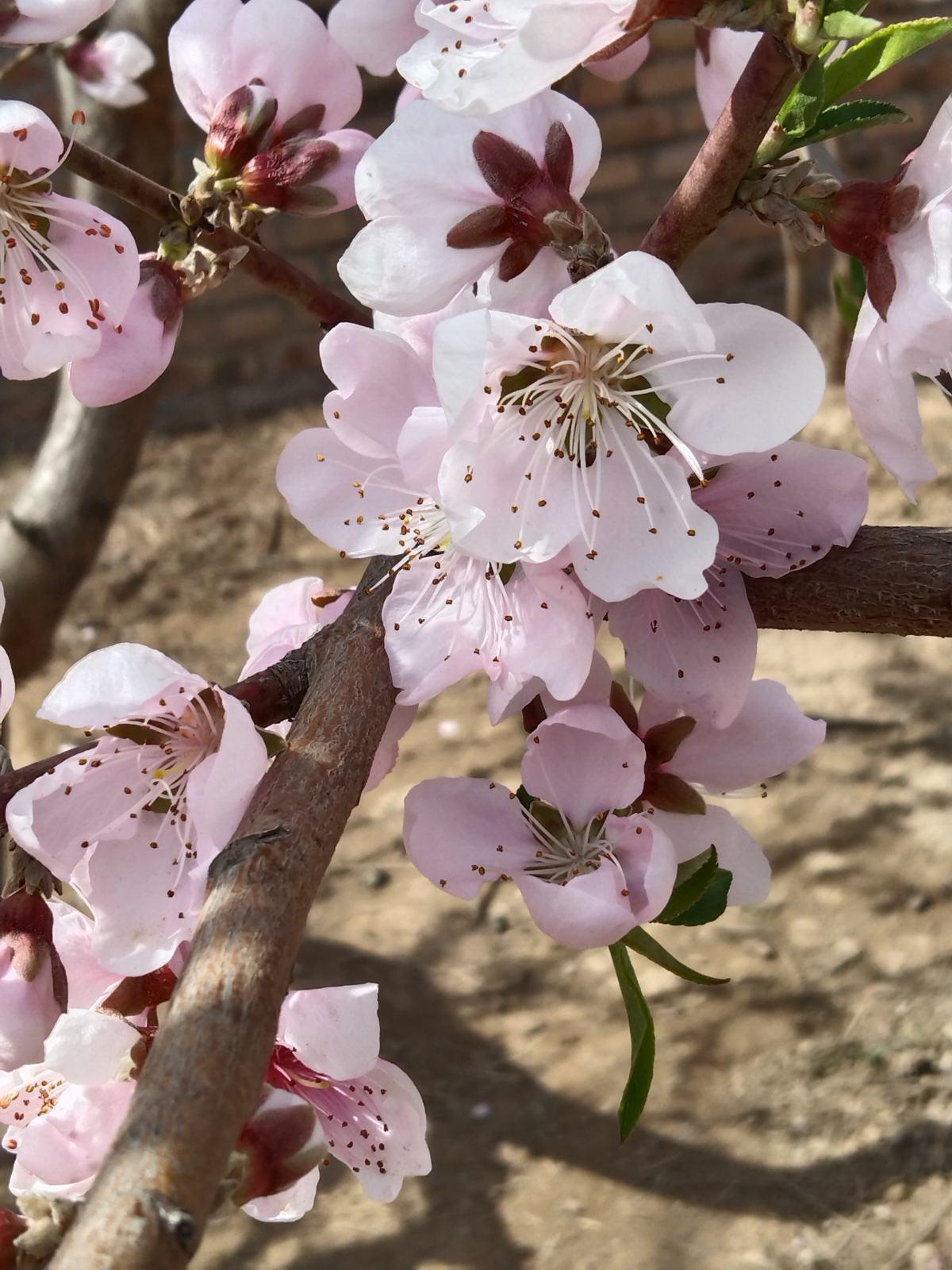 春天有哪些花开放(了解春天最具代表性的花)