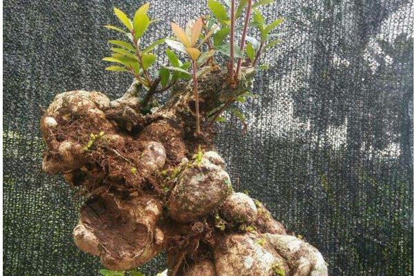 树萝卜的养殖方法(分享种植树萝卜的技巧)