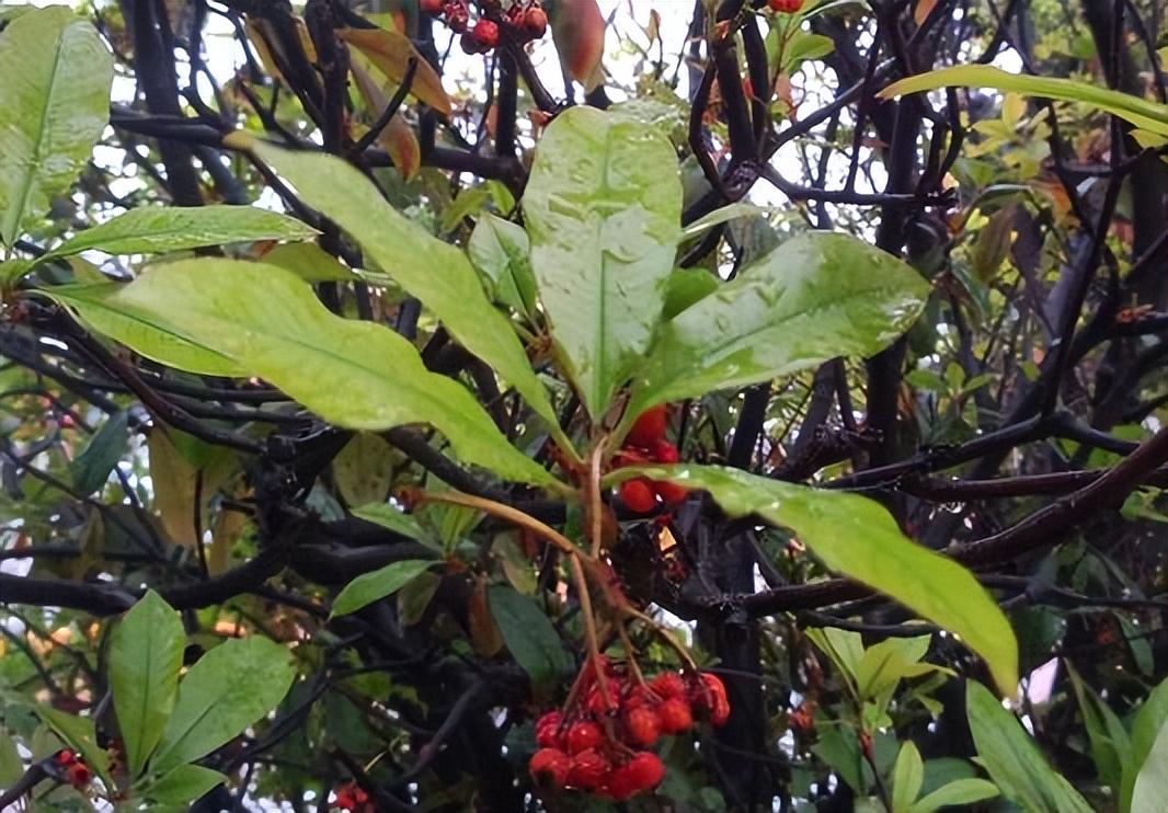 厚叶冬青是什么科(园林绿化植物品种)