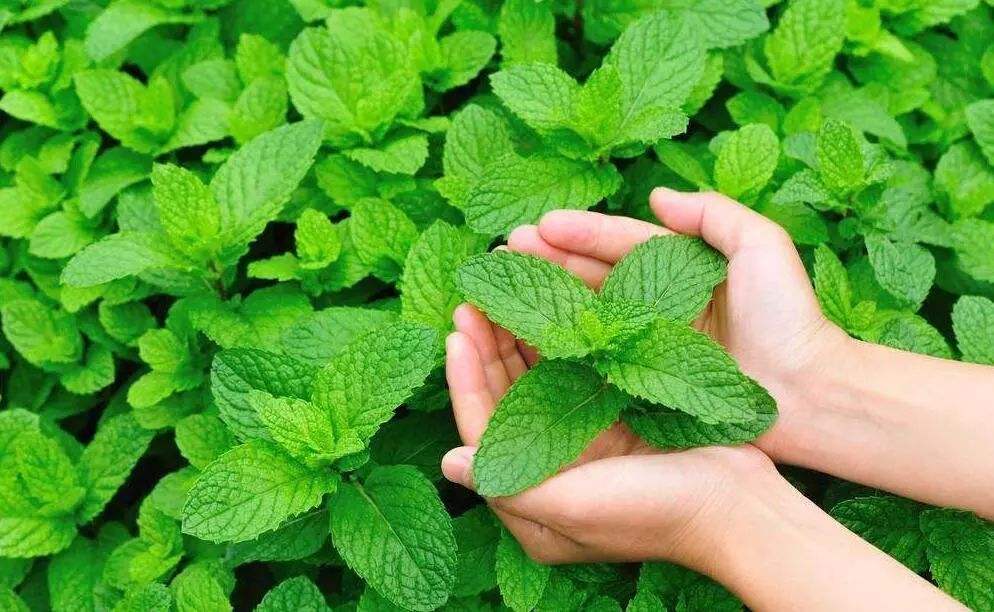 常见野草的种类(农村常见的植物名称)