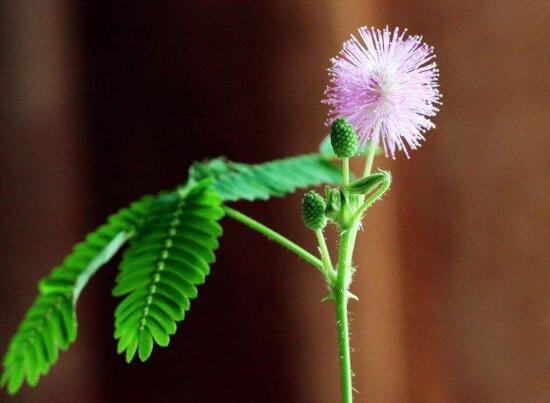 含羞草会不会开花结果(关于含羞草的生长过程)
