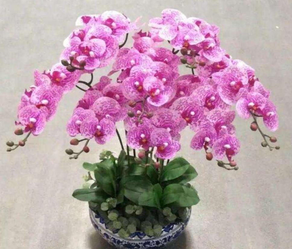 怎样养护蝴蝶兰花盆栽