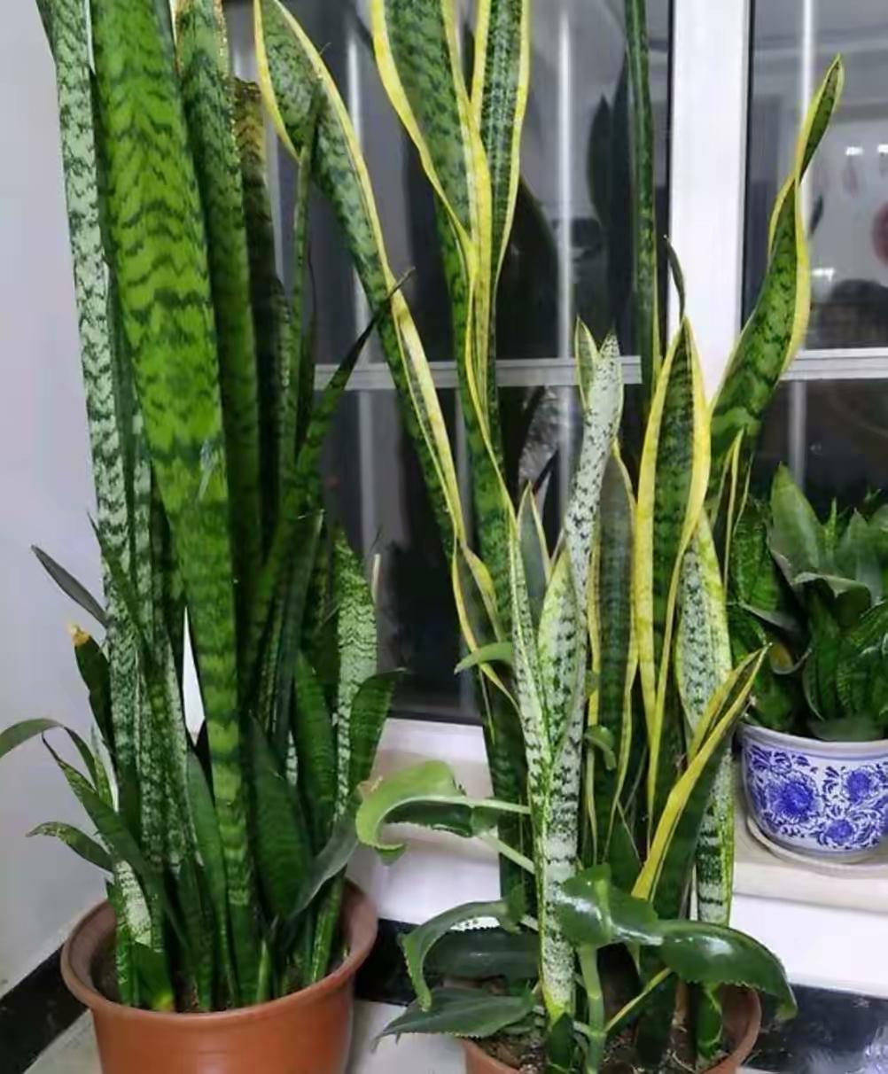 卧室放什么花好看又健康
