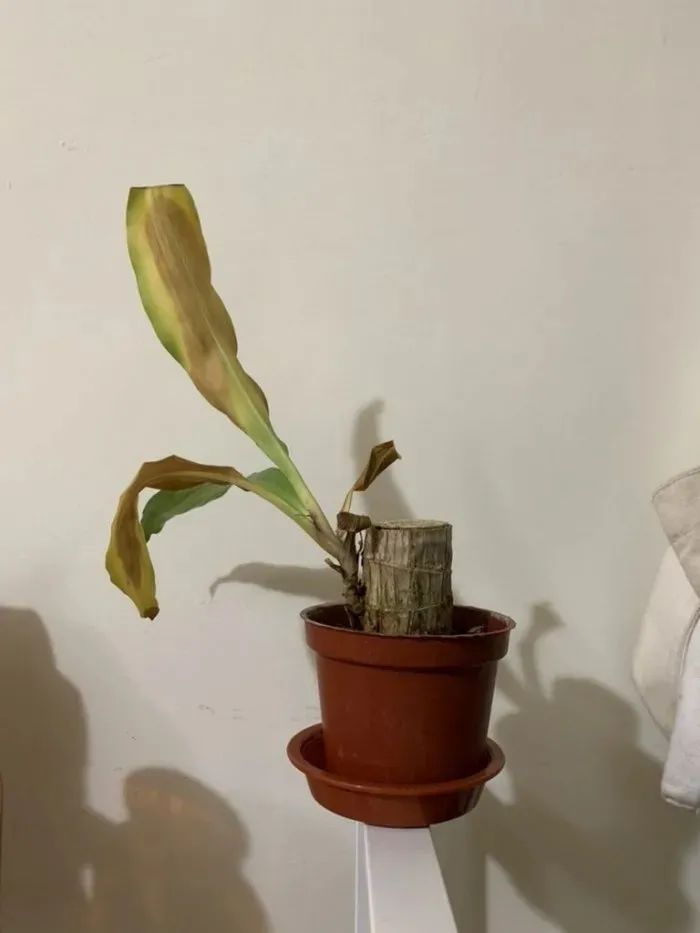 巴西木开花什么样(关于巴西木盆栽的养殖方法)