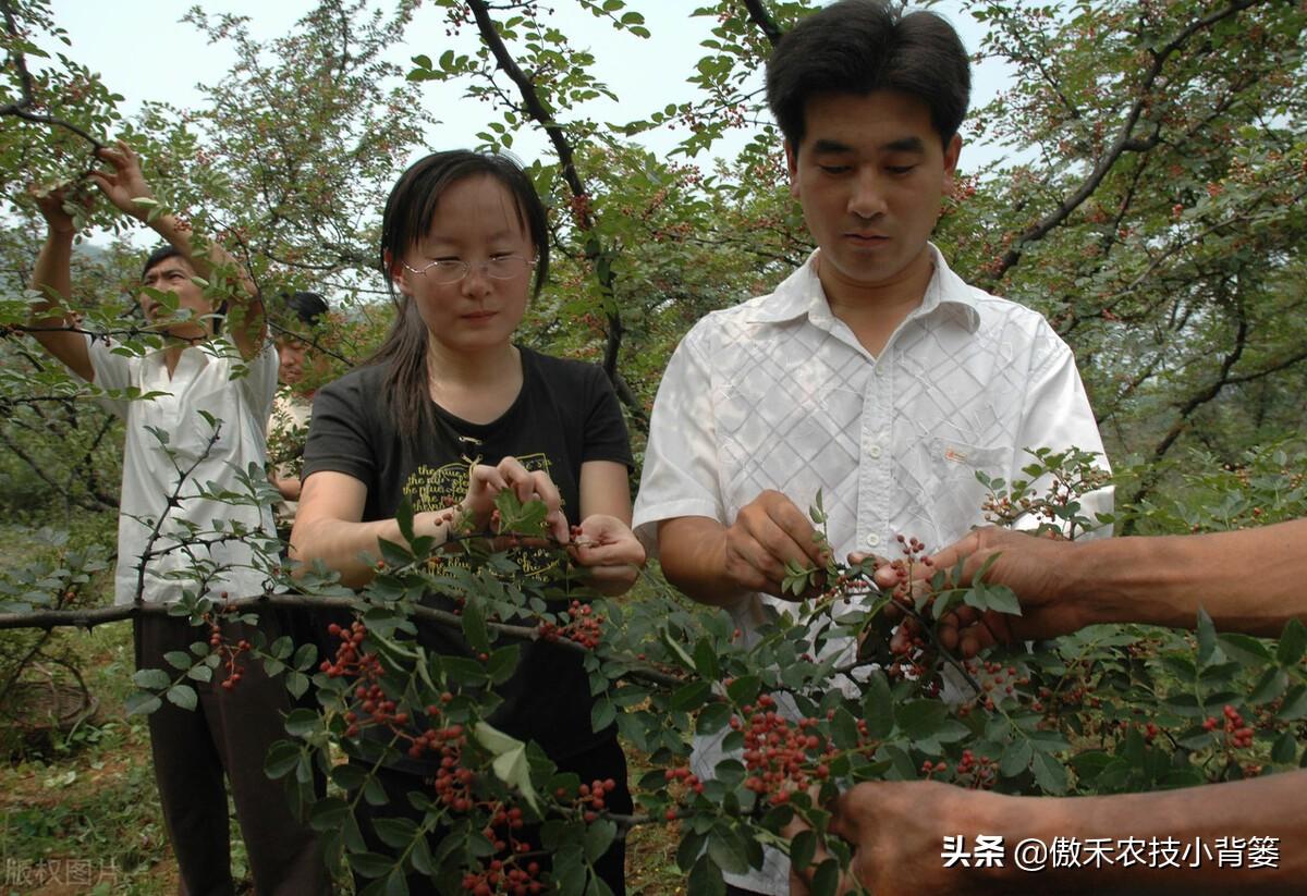 花椒树的种植方法(详解花椒种植技术)