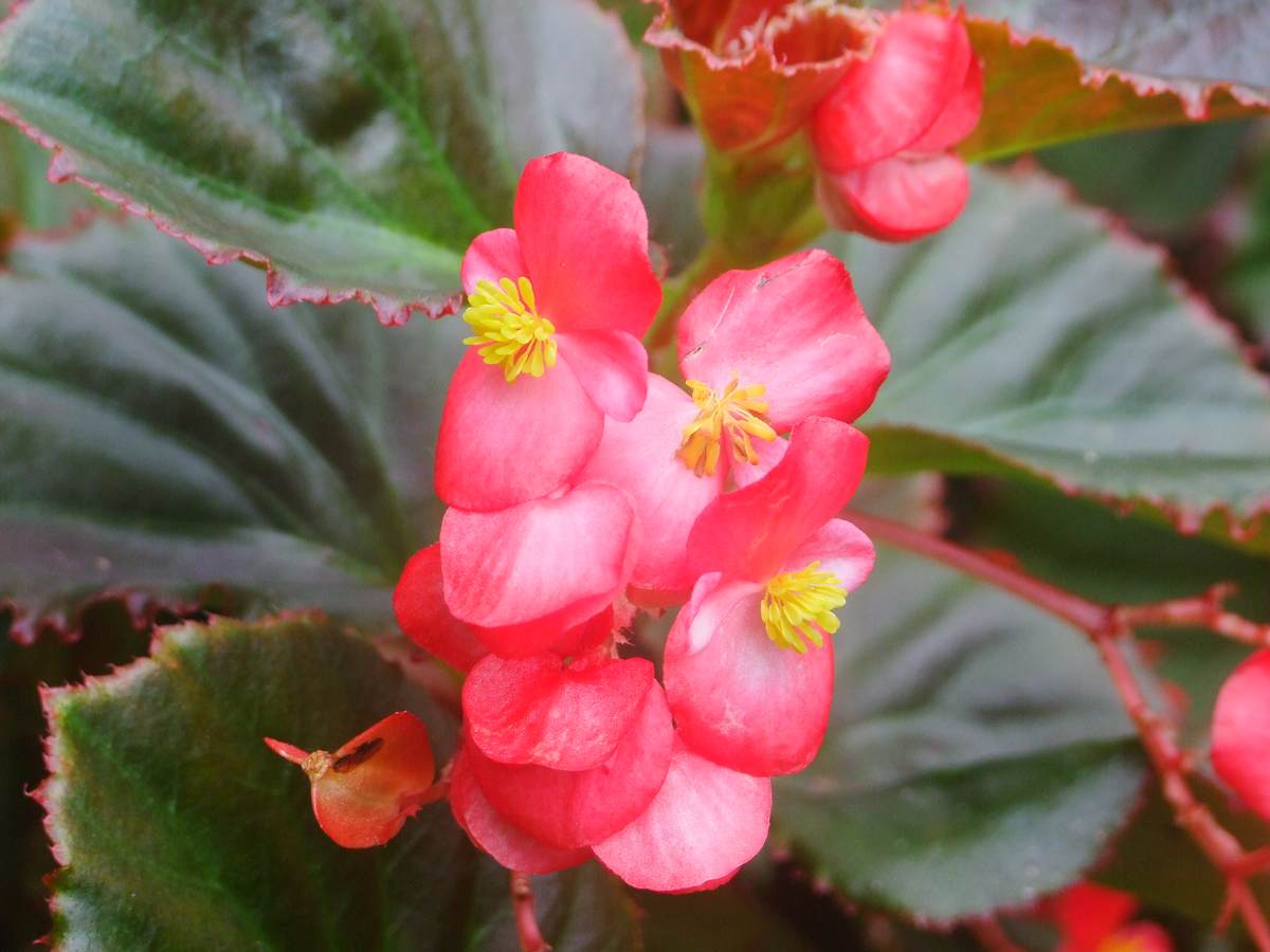 一年四季都盛开的花是什么花(室内四季开花好养的花)