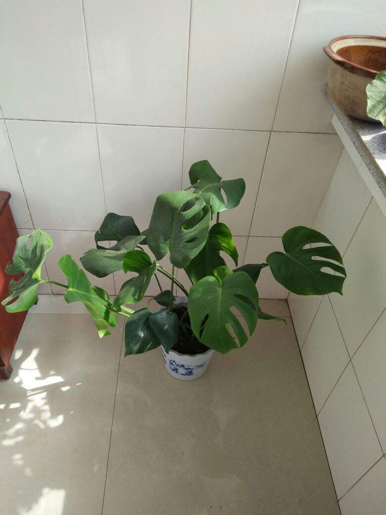 不需要阳光的室内植物有哪些(室内最好养的喜阴绿植推荐)