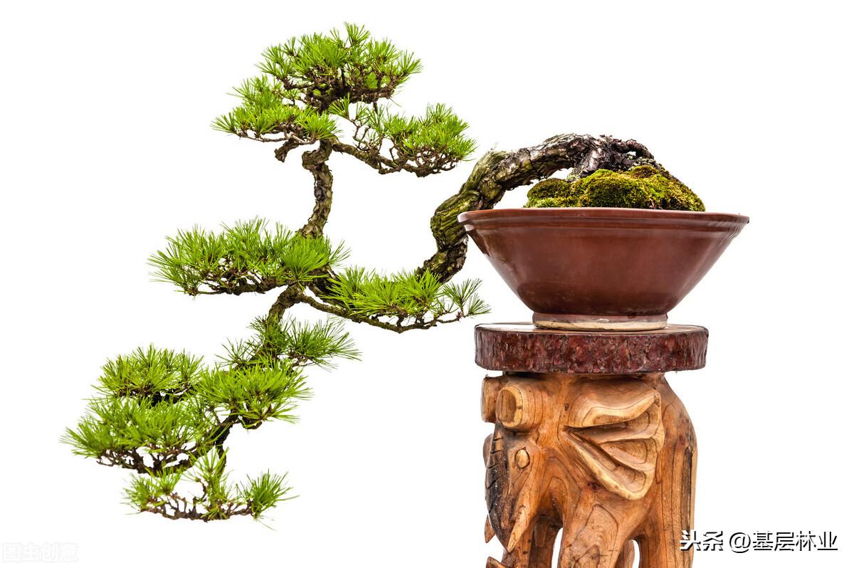 松树的外形特征和作用是什么(有关松树的资料)