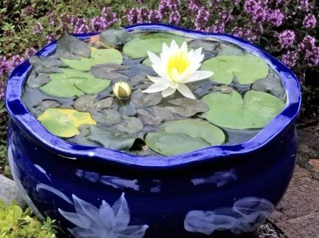 睡莲花期多久(详解睡莲养殖方法)