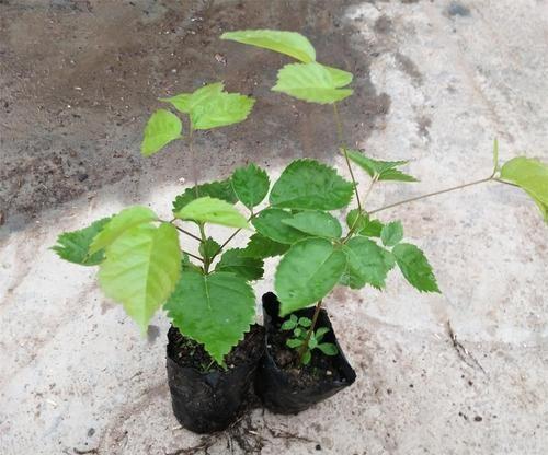 紫花风铃木花期是什么时候(路边最常见的树)