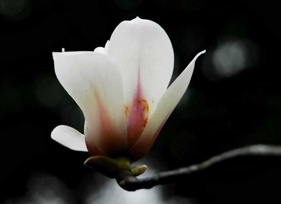 木兰花的花语与寓意是什么(详解木兰科植物特点)