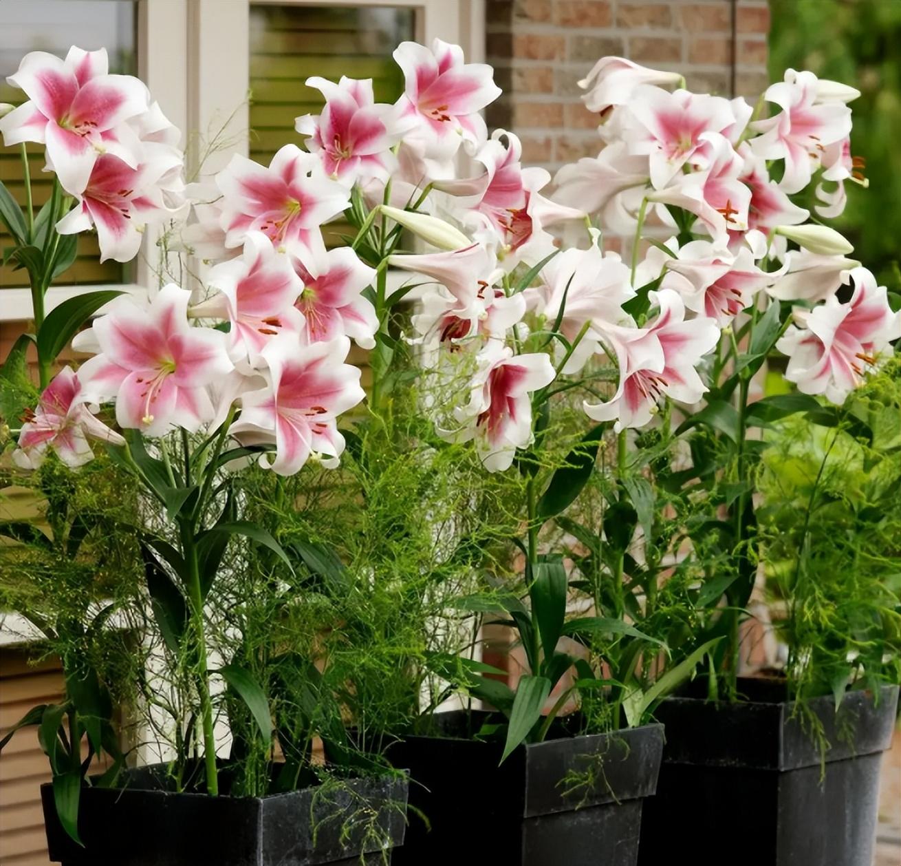 百合花的特点和外形(详解百合花的寓意及象征)