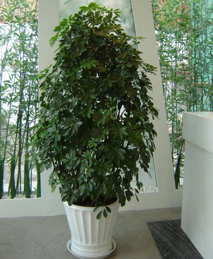 花叶鸭脚木怎么养(适合客厅摆放的大型绿植)