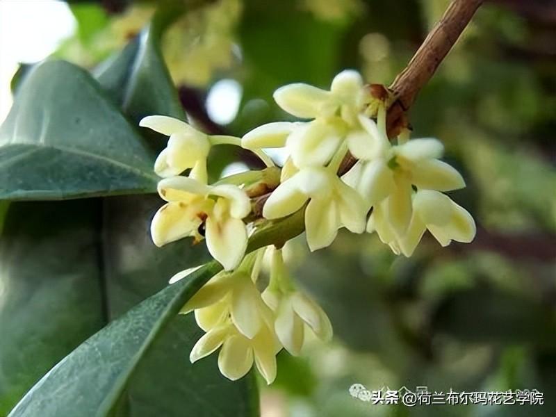 世界上最香的花排名最好
