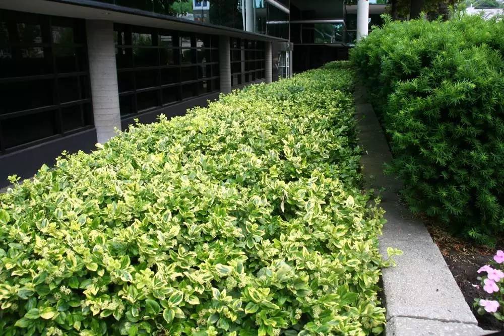 卫矛是什么植物(讲解卫矛的种植方法)