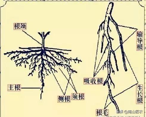 须根系的植物有哪些(直根系和须根系的植物)