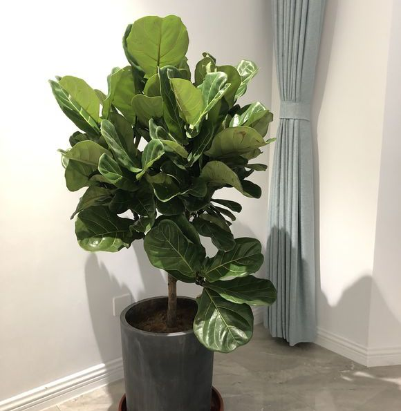 家中种什么植物可以净化空气(净化空气最好的植物排名)