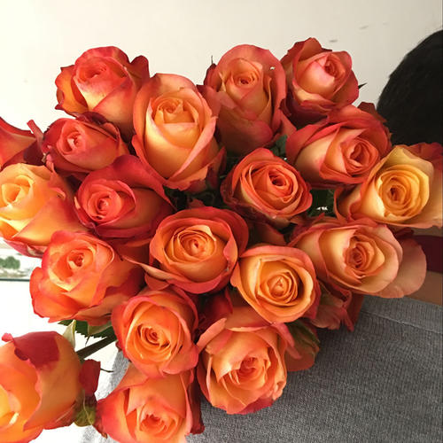 红玫瑰花语和寓意(各种颜色玫瑰花代表的含义)