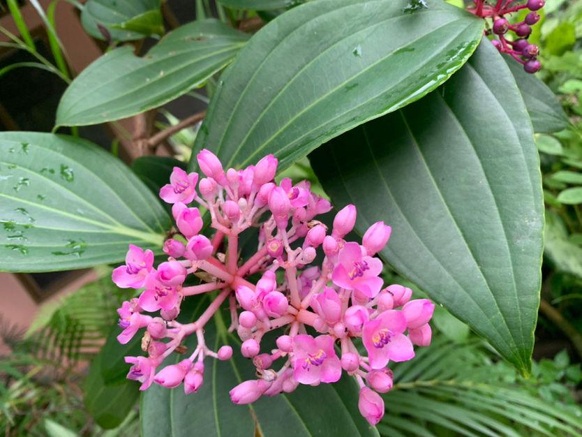适合室内养的花和植物(净化空气吸甲醛植物排名)