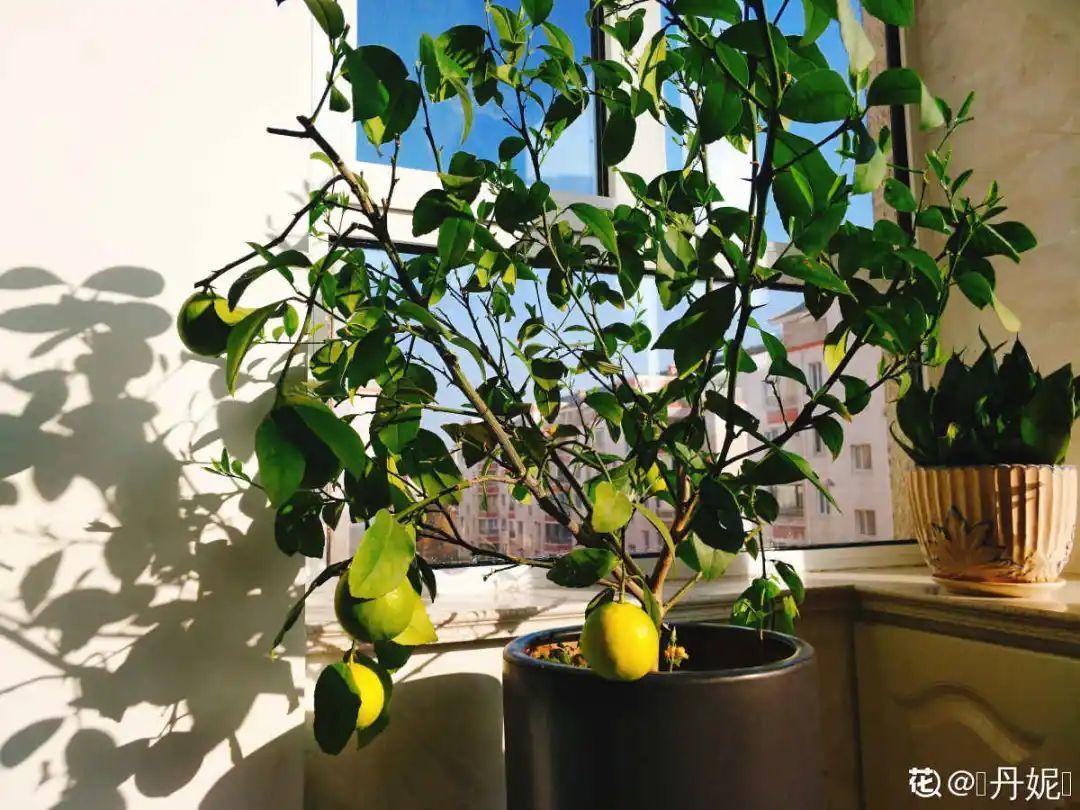 卧室放什么植物最好健康(适合放在卧室的植物和花)