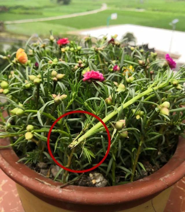 喜阳不怕晒的植物花卉大全(适合阳台暴晒的大型绿植)
